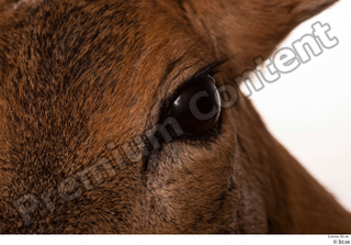 Deer Doe 2 eye 0005.jpg